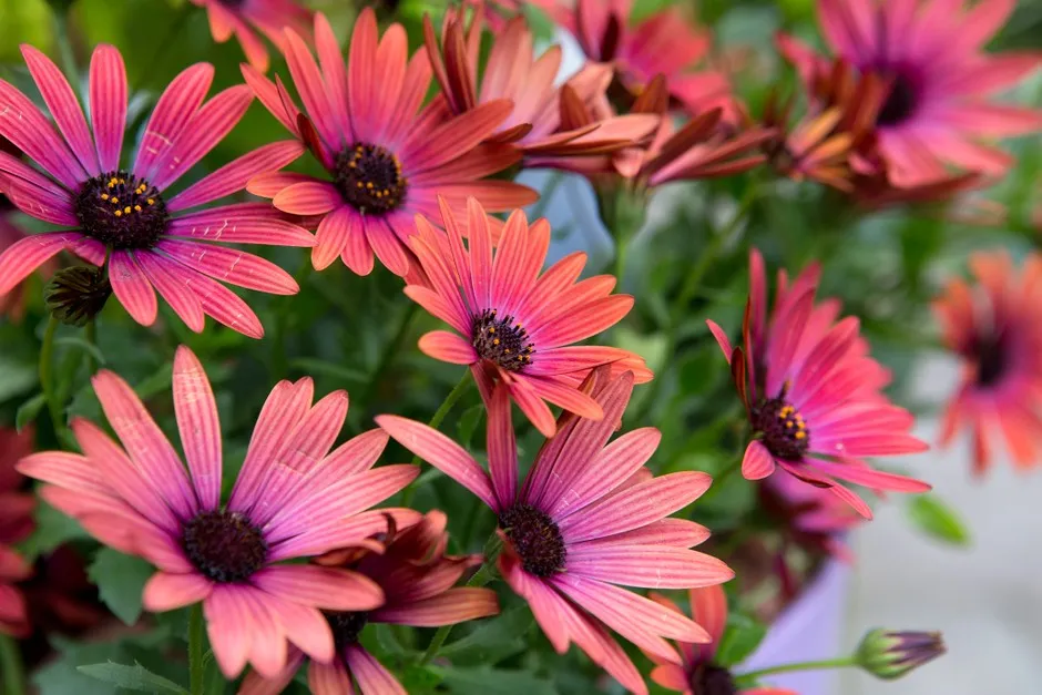 گل دیزی آفریقایی (African Daisy)نام علمی: (Osteospermum)