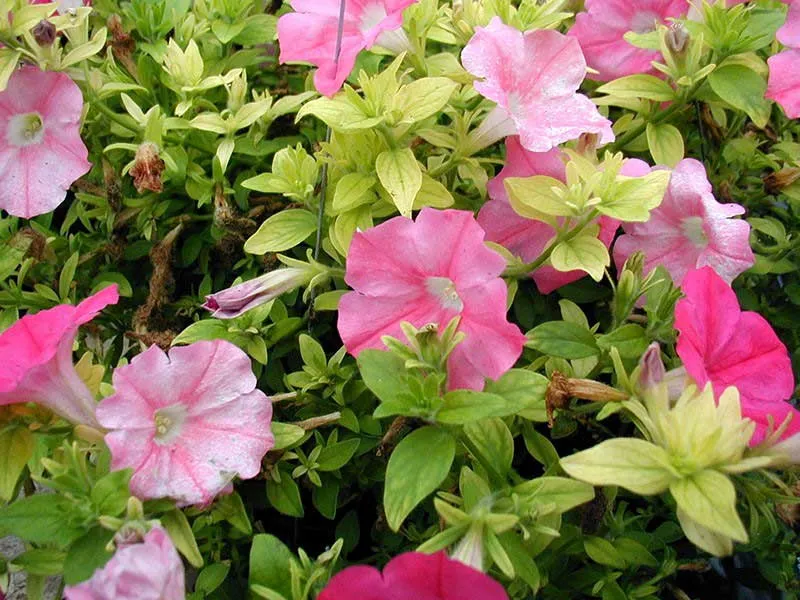 کمبود آهن وعلائم آنIron-deficiency-in-plants-and-its-symptoms
مجموعه تولیدی سیدوس تولید کننده گلدان پلاستیکی سیدوس
