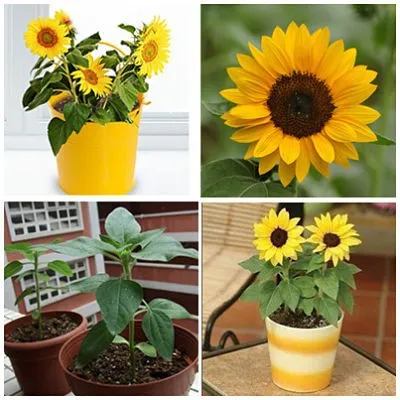 helianthus-annuusasteraceaeگل-آفتابگردان-زینتیمجموعه تولیدی سیدوس تولید کننده گلدان پلاستیکی سیدوس
گل آفتابگردان  (نام علمی: Helianthus) نام یک سرده از زیرخانواده کاسنیان آستروئیده است. این سرده شامل ۷۰ گونه می‌باشد.