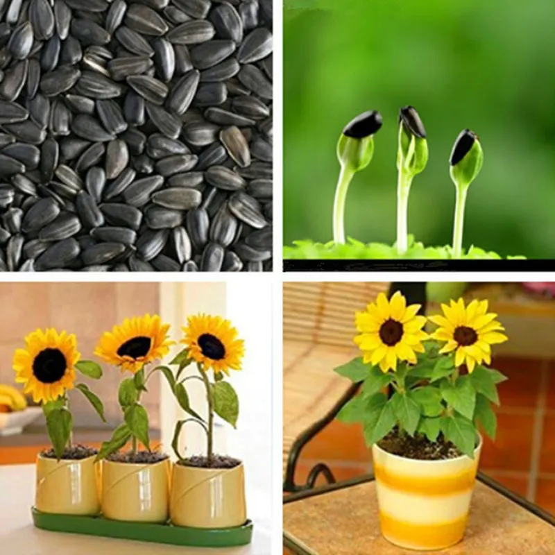 helianthus-annuusasteraceaeگل-آفتابگردان-زینتیمجموعه تولیدی سیدوس تولید کننده گلدان پلاستیکی سیدوس
گل آفتابگردان  (نام علمی: Helianthus) نام یک سرده از زیرخانواده کاسنیان آستروئیده است. این سرده شامل ۷۰ گونه می‌باشد.