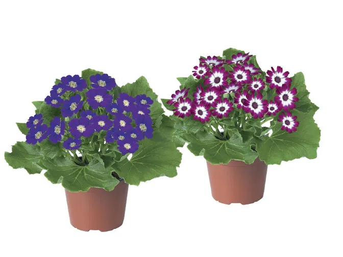 گل های بهاری مناسب نوروز Spring flowers suitable for Nowruz (10 flowers) مجموعه تولیدی سیدوس , تولید کننده گلدان پلاستیکی سیدوس