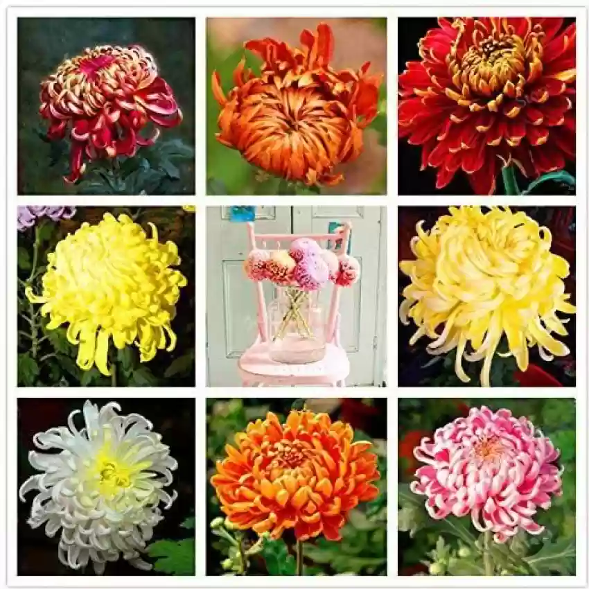 گل داوودی
chrysanthemum

