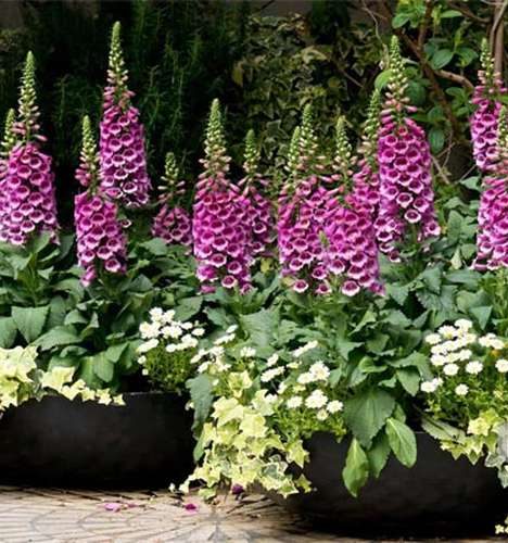 گل انگشتانه,COMMON FOXGLOVE