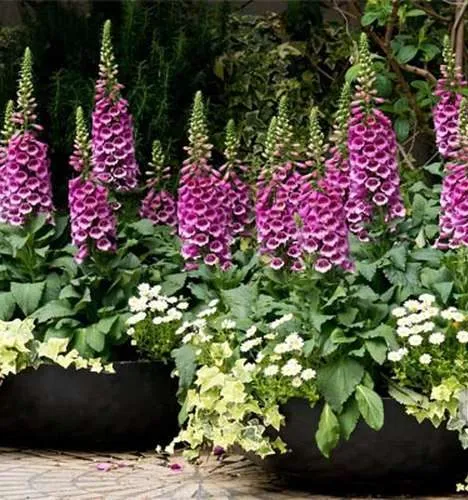 گل انگشتانه,COMMON FOXGLOVE