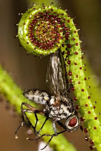 گیاهان گوشتخوار (به انگلیسی: Carnivorous plants )،با فتوسنتز انرژی تولید می‌کنند.مجموعه تولیدی سیدوس ,تولید کننده گلدان پلاستیکی سیدوس ,بیش از 120نوع, اعم از گلدان استوانه ای پلاستیکی سیدوس,گلدان الماسی پلاستیکی سیدوس,گلدان مربعی پلاستیکی,گلدان مثلثی پلاستیکی,گلدان گرد پلاستیکی ,باکس مستطیلی,در اندازه های کاکتوسی تا درختچه ای