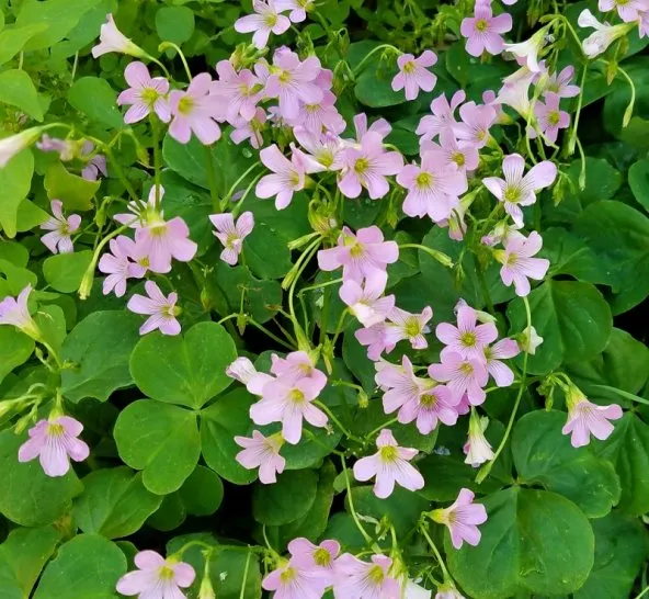 گل شبدر ترشک,گیاه Oxalis corniculata (با نام فارسی شبدر ترشک و نام محلی ترشه واش)مجموعه تولیدی سیدوس تولید کننده گلدان پلاستیکی سیدوس,اعم از استوانه ای,مربعی,سه گوش,گرد,و120مدل گلدان پلاستیکی شکیل