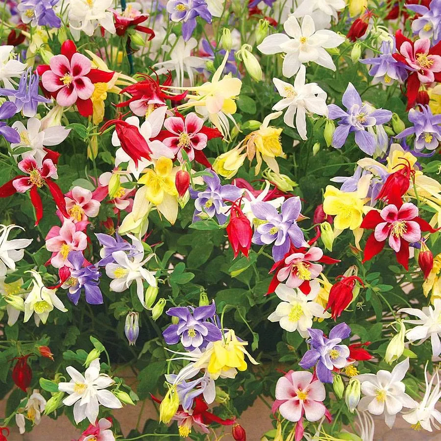 گل تاج الملوک (Winky Double Red-White)نام علمی: (Aquilegia vulgaris)