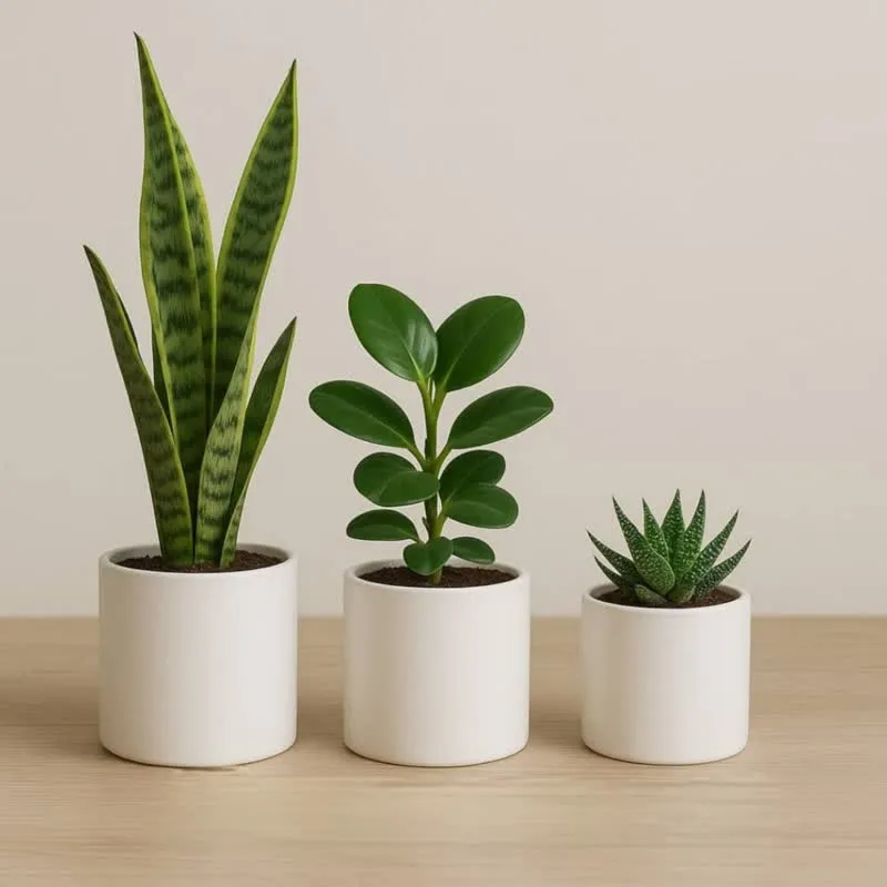 گلدان پلاستیکی استوانه ای سیدوسCylindrical plastic pot Sidoos
مجموعه تولیدی سیدوس ,تولید کننده گلدان پلاستیکی سیدوس ,بیش از 120نوع, اعم از گلدان استوانه ای پلاستیکی سیدوس,گلدان الماسی پلاستیکی سیدوس,گلدان مربعی پلاستیکی,گلدان مثلثی پلاستیکی,گلدان گرد پلاستیکی ,باکس مستطیلی,در اندازه های کاکتوسی تا درختچه ای