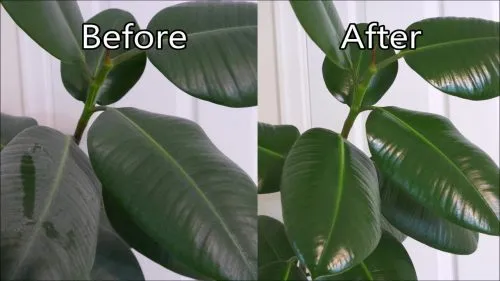برگ گیاهان آپارتمانی را با شیر براق کنیم.Shine the leaves of houseplants with milk.
مجموعه تولیدی سیدوس ,تولید کننده گلدان پلاستیکی سیدوس ,بیش از 120نوع, اعم از گلدان استوانه ای پلاستیکی سیدوس,گلدان الماسی پلاستیکی سیدوس,گلدان مربعی پلاستیکی,گلدان مثلثی پلاستیکی,گلدان گرد پلاستیکی ,باکس مستطیلی,در اندازه های کاکتوسی تا درختچه ای