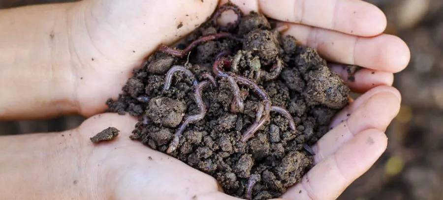 معایب ورمی کمپوستDisadvantages of vermicompost
مجموعه تولیدی سیدوس ,تولید کننده گلدان پلاستیکی سیدوس ,بیش از 120نوع, اعم از گلدان استوانه ای پلاستیکی سیدوس,گلدان الماسی پلاستیکی سیدوس,گلدان مربعی پلاستیکی,گلدان مثلثی پلاستیکی,گلدان گرد پلاستیکی ,باکس مستطیلی,در اندازه های کاکتوسی تا درختچه ای