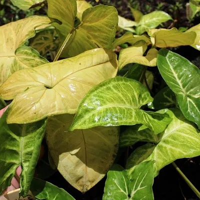گیاه سینگونیوم (Syngonium) وفنگ شویی این گیاه مجموعه تولیدی سیدوس ,تولید کننده گلدان پلاستیکی سیدوس