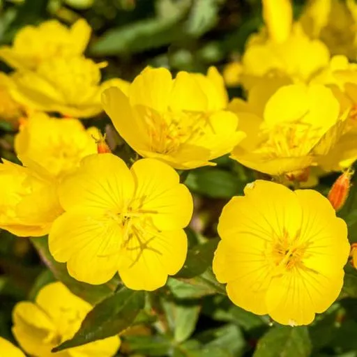 فصل پائیز چه بکاریم؟گیاهان مناسب پائیز کدامند؟What should we plant in autumn? What are the best plants for autumn? مجموعه تولیدی سیدوس ,تولید کننده گلدان پلاستیکی سیدوس ,بیش از 120نوع, اعم از گلدان استوانه ای پلاستیکی سیدوس,گلدان الماسی پلاستیکی سیدوس,گلدان مربعی پلاستیکی,گلدان مثلثی پلاستیکی,گلدان گرد پلاستیکی ,باکس مستطیلی,در اندازه های کاکتوسی تا درختچه ای