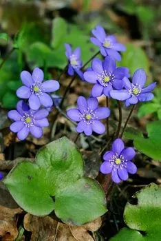 گل هپاتیکا,گل جگرواش, Ranunculaceae ,Hepatica Rubra Plena nobilis مجموعه تولیدی سیدوس تولید کننده گلدان پلاستیکی سیدوس