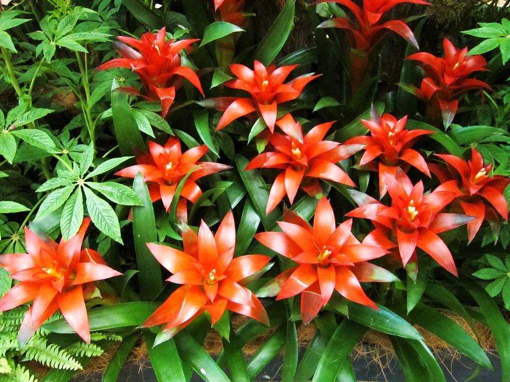گل گازمانیاGuzmania lingulata
Bromeliadaceae
مجموعه تولیدی سیدوس تولید کننده گلدان پلاستیکی سیدوس