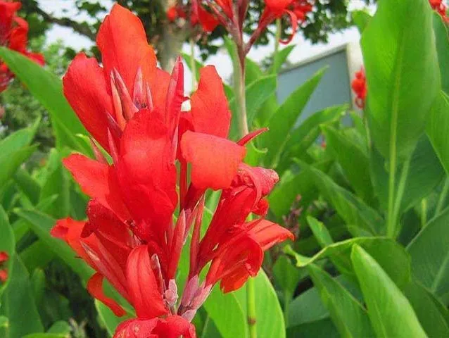 گل اختر به انگلیسیcanna candica
تیره گل اختر	اختریان  Cannaceaeis
نام علمی و خانواده اختر	Canna spp
مجموعه تولیدی سیدوس , تولید کننده گلدان پلاستیکی رنگی