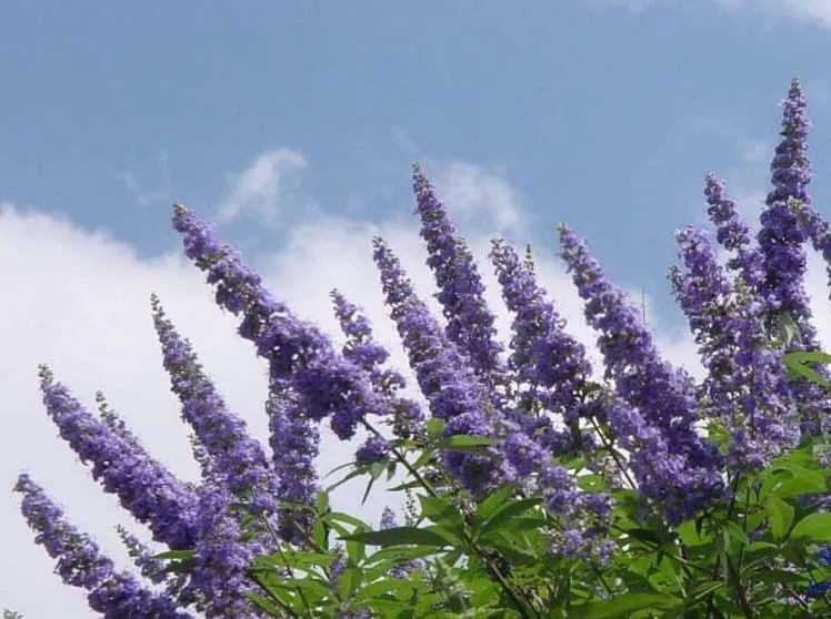 گیاه پنج انگشت یک گونه از سرده پنج انگشت است.  نام علمی: Vitex agnus-castus رده بندی بالاتر :ویتکس تیره : شاه پسند گونه: V. agnus-castus مجموعه تولیدی گلدان پلاستیکی سیدوسPotentilla,Verbenacea
e,Vitex agnus-castus
