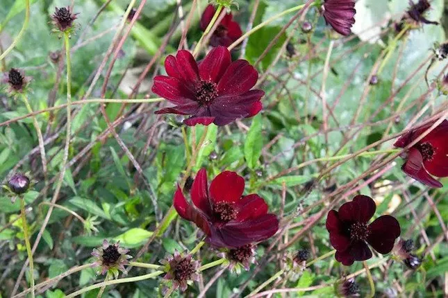 گل کیهانCosmos sulphureus ، مجموعه تولیدی سیدوس تولید کننده گلدان پلاستیکی سیدوس
