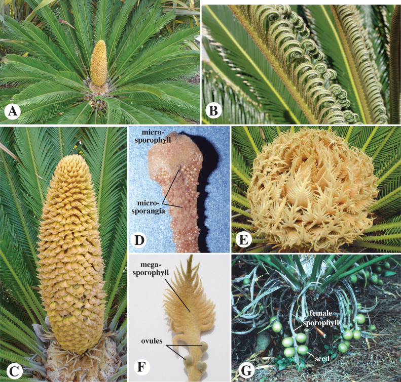 Cycad