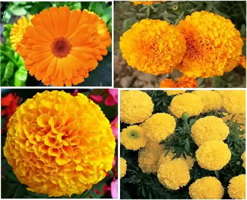 گل جعفریmarigold

<p>Tagetes<br />
	Asteraceae / Compositae آفتابگردانان<br />
مجموعه تولیدی گلدان پلاستیکی سیدوس