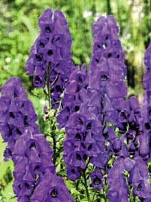 گل آقونیطونAconitum
Delphinieae
مجموعه تولیدی سیدوس تولید کننده گلدان پلاستیکی سیدوس