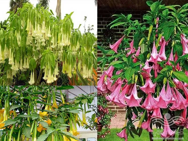 گیاه پیچ آبجویی / گل پیچ امین الدوله (Sweetest Honeysuckle)نام علمی: (Lonicera fragrantissima)
گلدان پلاستیکی سیدوس