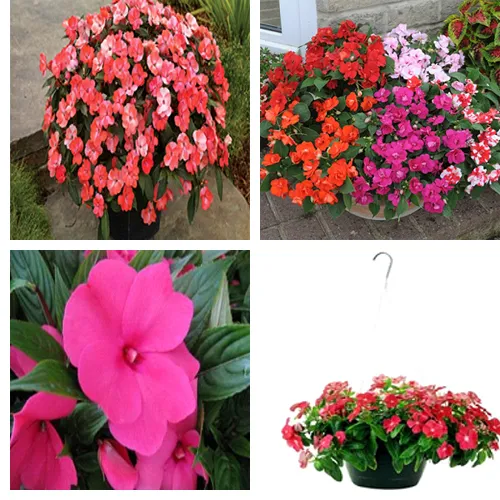 گل حنا (Busy Lizzie) سولماز شیرازی یا گل امپیشننام علمی: (Impatiens walleriana) مجموعه تولیدی سیدوس تولید کننده انواع گلدان پلاستیکی سیدوس