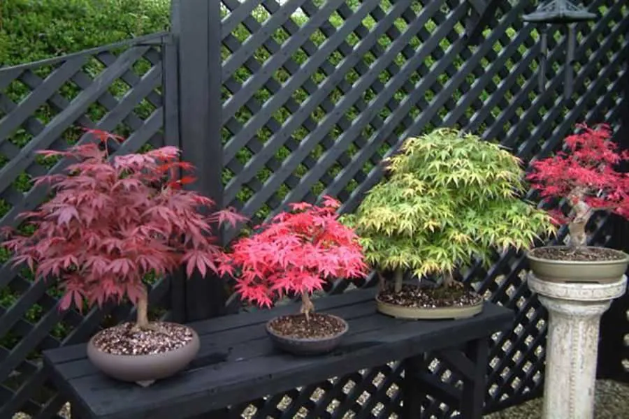 بونسای چیست؟تاریخچه بونسای وانواع آن What is bonsai? History of bonsai and its types مجموعه تولیدی سیدوس ,تولید کننده گلدان پلاستیکی سیدوس ,بیش از 120نوع, اعم از گلدان استوانه ای پلاستیکی سیدوس,گلدان الماسی پلاستیکی سیدوس,گلدان مربعی پلاستیکی,گلدان مثلثی پلاستیکی,گلدان گرد پلاستیکی ,باکس مستطیلی,در اندازه های کاکتوسی تا درختچه ای