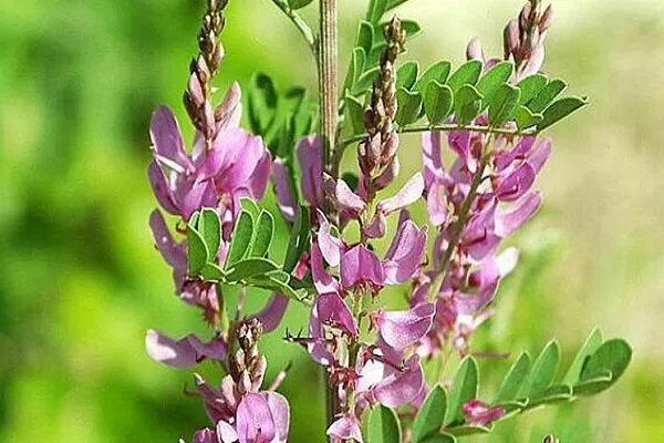 گل درختچه نیل,وسمه, ویستریاGenus Indigofera flower,Fabaceae, مجموعه تولیدی سیدوس تولید کننده گلدان پلاستیکی سیدوس