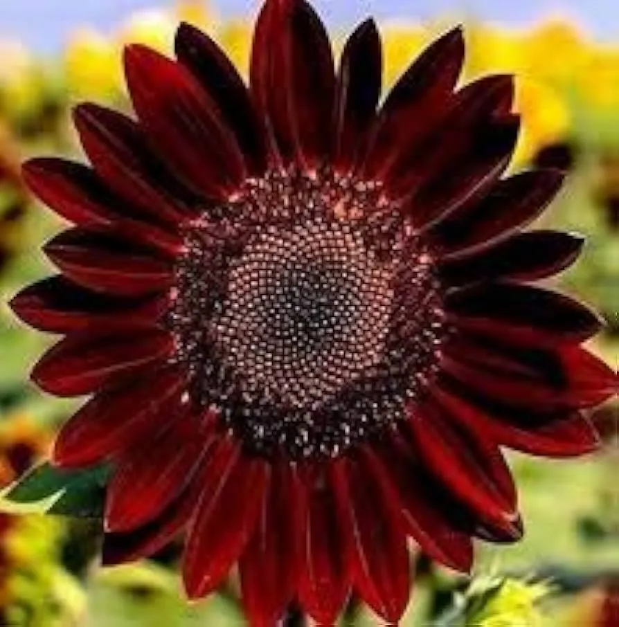 HelianthusVelvet Queenگلدان پلاستیکی سیدوس و انواع گل آفتابگردان مخملی