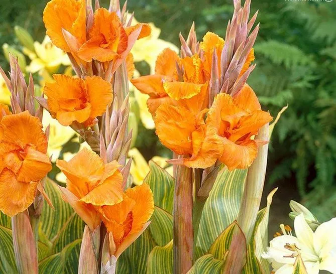 گل های بهاری وتابستانی مناسب باغچه (37گونه)Spring and summer flowers suitable for the garden (37 (species) مجموعه تولیدی سیدوس , تولید کننده گلدان های پلاستیکی سیدوس