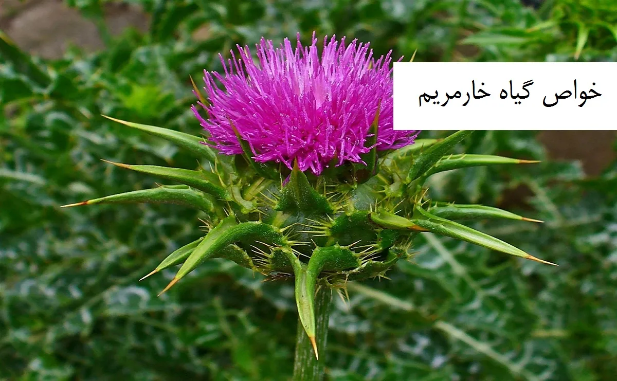 گل خار مریم با نام علمی (Silybmommarianumخار مریم یا مارتیغالS. marianumمجموعه تولیدی سیدوس ,تولید کننده گلدان پلاستیکی سیدوس