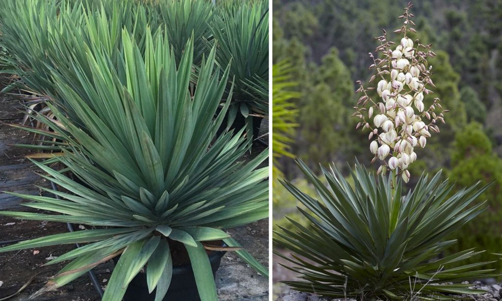 Yucca