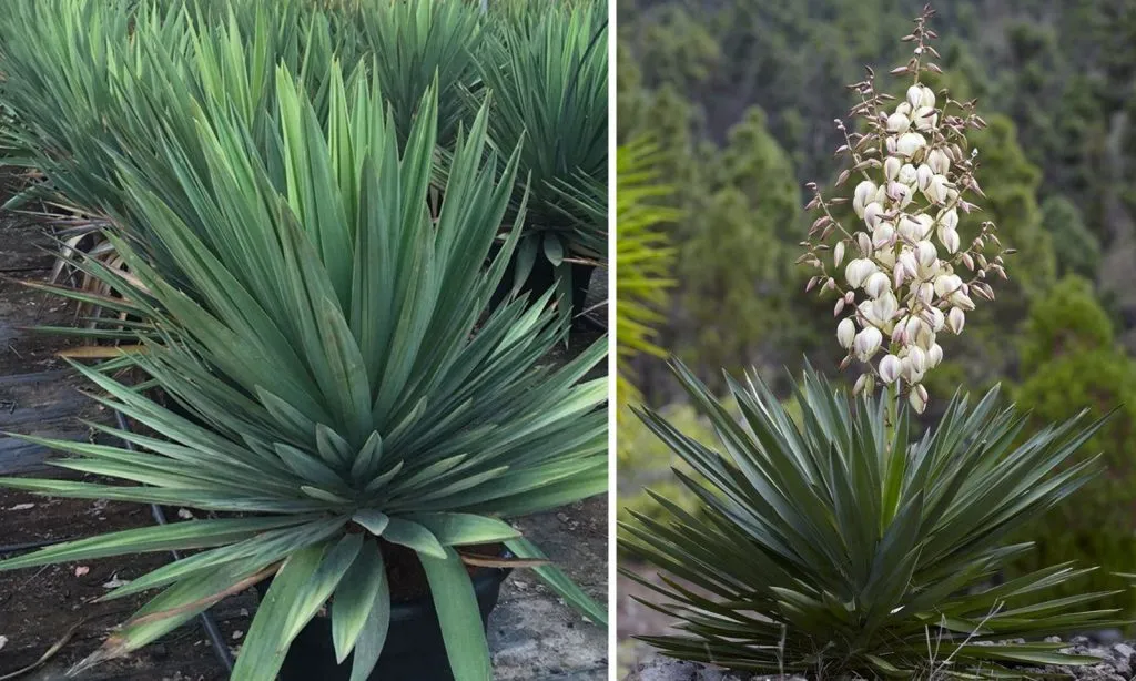 Yucca