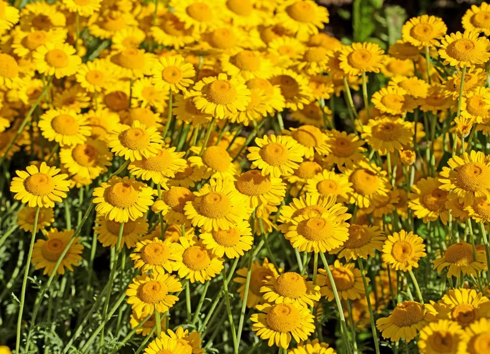 گل بابونه زرد (Golden Marguerita)نام علمی: (Anthemis tinctoria)