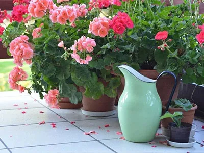 گل شمعدانیGeranium