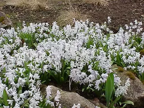 Scilla peruviana گل نجم آبی مجموعه تولیدی سیدوس,تولید کننده گلدان های پلاستیکی سیدوسَ