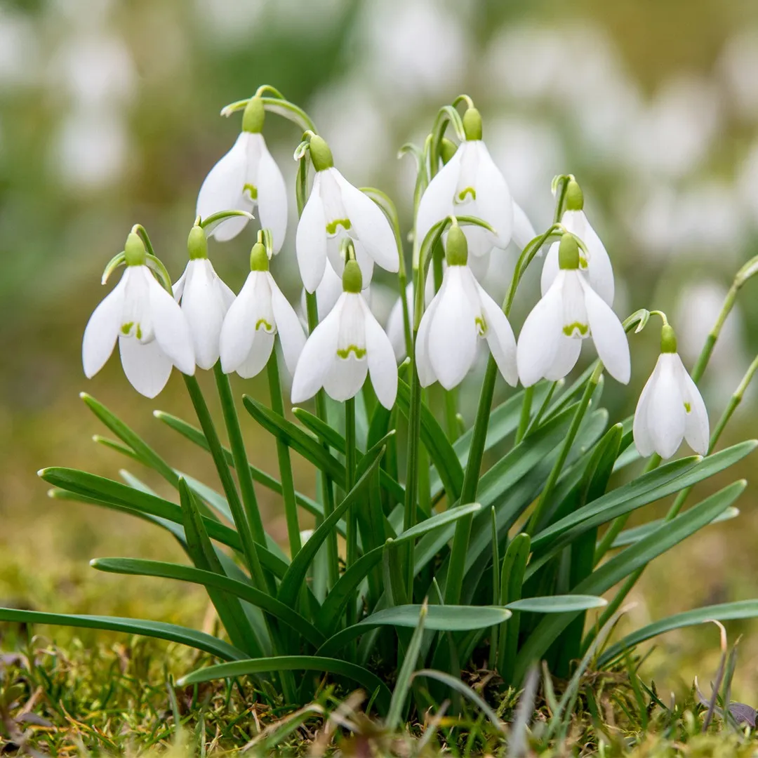 گیاه زنگوله زمستانی یا گل بهمن (Snowdrop)نام علمی: (Galanthus nivalis)