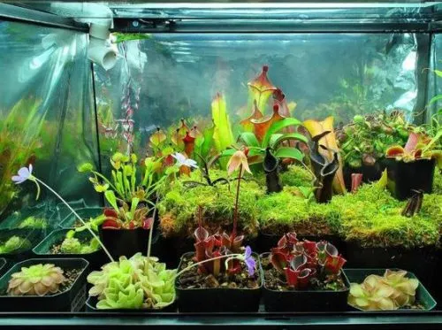 گیاهان گوشتخوار (به انگلیسی: Carnivorous plants )،با فتوسنتز انرژی تولید می‌کنند.مجموعه تولیدی سیدوس ,تولید کننده گلدان پلاستیکی سیدوس ,بیش از 120نوع, اعم از گلدان استوانه ای پلاستیکی سیدوس,گلدان الماسی پلاستیکی سیدوس,گلدان مربعی پلاستیکی,گلدان مثلثی پلاستیکی,گلدان گرد پلاستیکی ,باکس مستطیلی,در اندازه های کاکتوسی تا درختچه ای