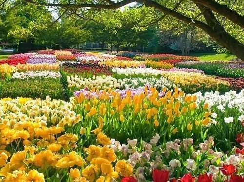 معنا ومفهوم گل ها (22گل)Meaning and concept of flowers (22 flowers) مجموعه تولیدی سیدوس ,تولید کننده گلدان پلاستیکی سیدوس