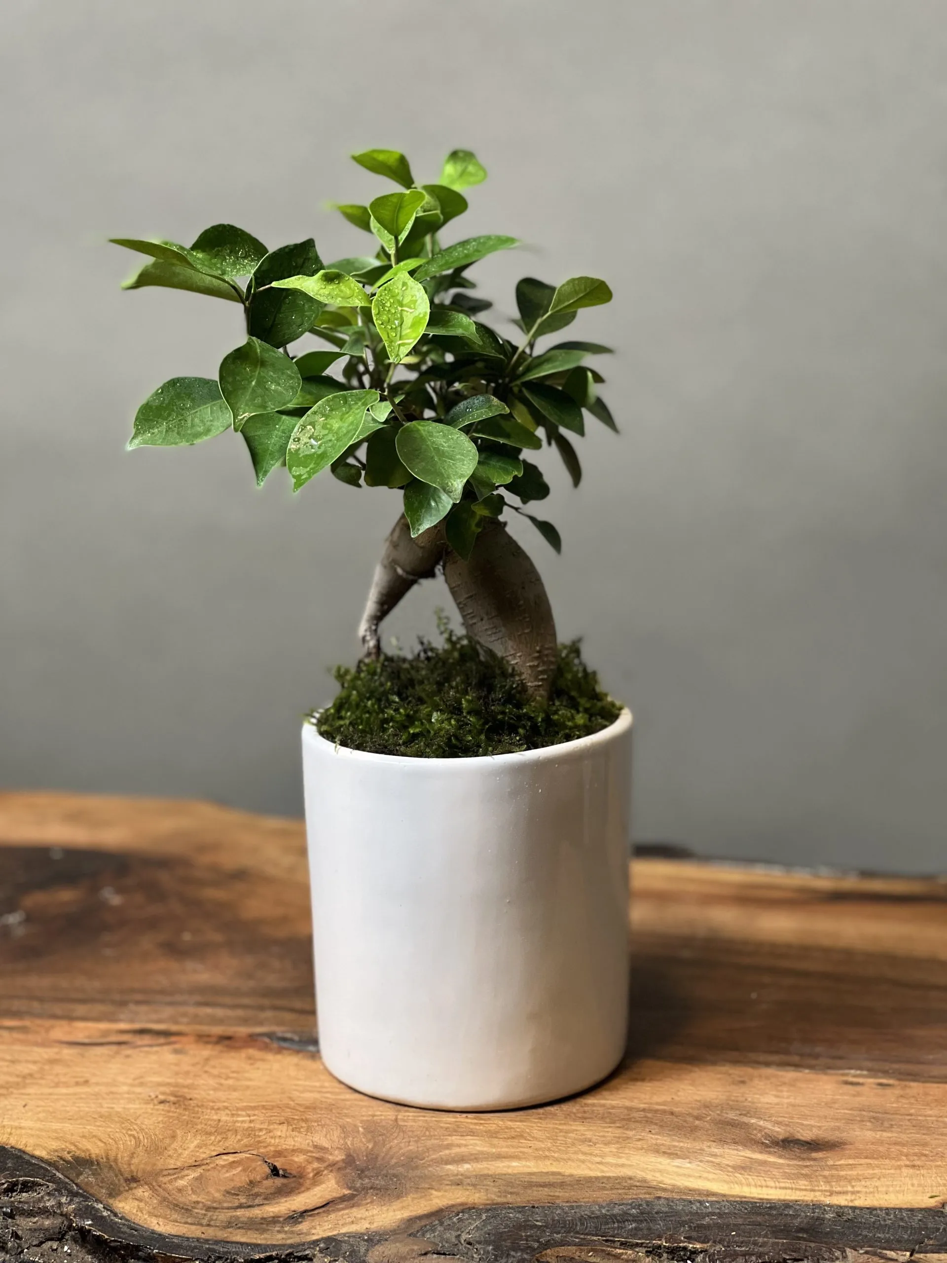 گلدان پلاستیکی گل بونسای وخواص شگفت انگیزآنPlastic bonsai flower pots and their amazing properties مجموعه تولیدی سیدوس ,تولید کننده گلدان پلاستیکی سیدوس ,بیش از 120نوع, اعم از گلدان استوانه ای پلاستیکی سیدوس,گلدان الماسی پلاستیکی سیدوس,گلدان مربعی پلاستیکی,گلدان مثلثی پلاستیکی,گلدان گرد پلاستیکی ,باکس مستطیلی,در اندازه های کاکتوسی تا درختچه ای,گلدان آجری