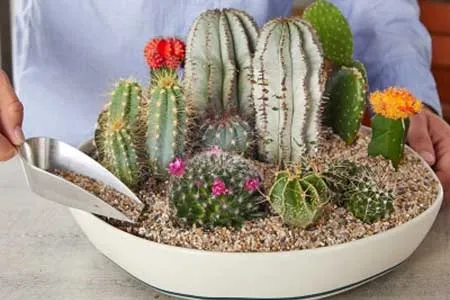 سنگ روی گلدان(مزایا ومعایب)Stone on the pot (advantages and disadvantages)
مجموعه تولیدی سیدوس ,تولید کننده گلدان پلاستیکی سیدوس ,بیش از 120نوع, اعم از گلدان استوانه ای پلاستیکی سیدوس,گلدان الماسی پلاستیکی سیدوس,گلدان مربعی پلاستیکی,گلدان مثلثی پلاستیکی,گلدان گرد پلاستیکی ,باکس مستطیلی,در اندازه های کاکتوسی تا درختچه ای