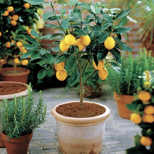 گیاه آپارتمانی مناسب مناطق گرمسیریHouseplant suitable for tropical areas مجموعه تولیدی سیدوس ,تولید کننده گلدان پلاستیکی سیدوس ,بیش از 120نوع, اعم از گلدان استوانه ای پلاستیکی سیدوس,گلدان الماسی پلاستیکی سیدوس,گلدان مربعی پلاستیکی,گلدان مثلثی پلاستیکی,گلدان گرد پلاستیکی ,باکس مستطیلی,در اندازه های کاکتوسی تا درختچه ای