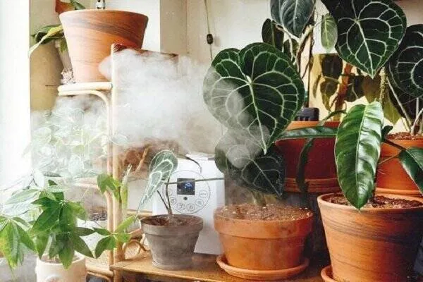گیاهانی که باید از زیر آبیاری شودPlants that need to be watered from below مجموعه تولیدی سیدوس ,تولید کننده گلدان پلاستیکی سیدوس ,بیش از 120نوع, اعم از گلدان استوانه ای پلاستیکی سیدوس,گلدان الماسی پلاستیکی سیدوس,گلدان مربعی پلاستیکی,گلدان مثلثی پلاستیکی,گلدان گرد پلاستیکی ,باکس مستطیلی,در اندازه های کاکتوسی تا درختچه ای 