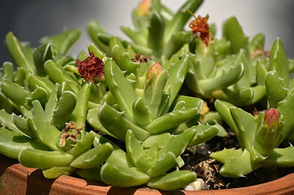 کاکتوس فائوکاریا, Faucaria Tigrina,Aizoaceae, Mesembryanthemum tigrinum مجموعه تولیدی گلدان پلاستیکی سیدوس ,تولید کننده گلدان پلاستیکی استوانه ای سیدوس بهترین گزینه برای کاکتوس های زیبای شما