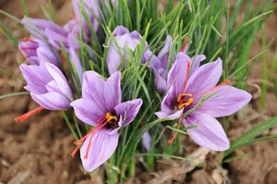گل زعفران (Saffron Crocus)نام علمی: (Crocus sativus)
