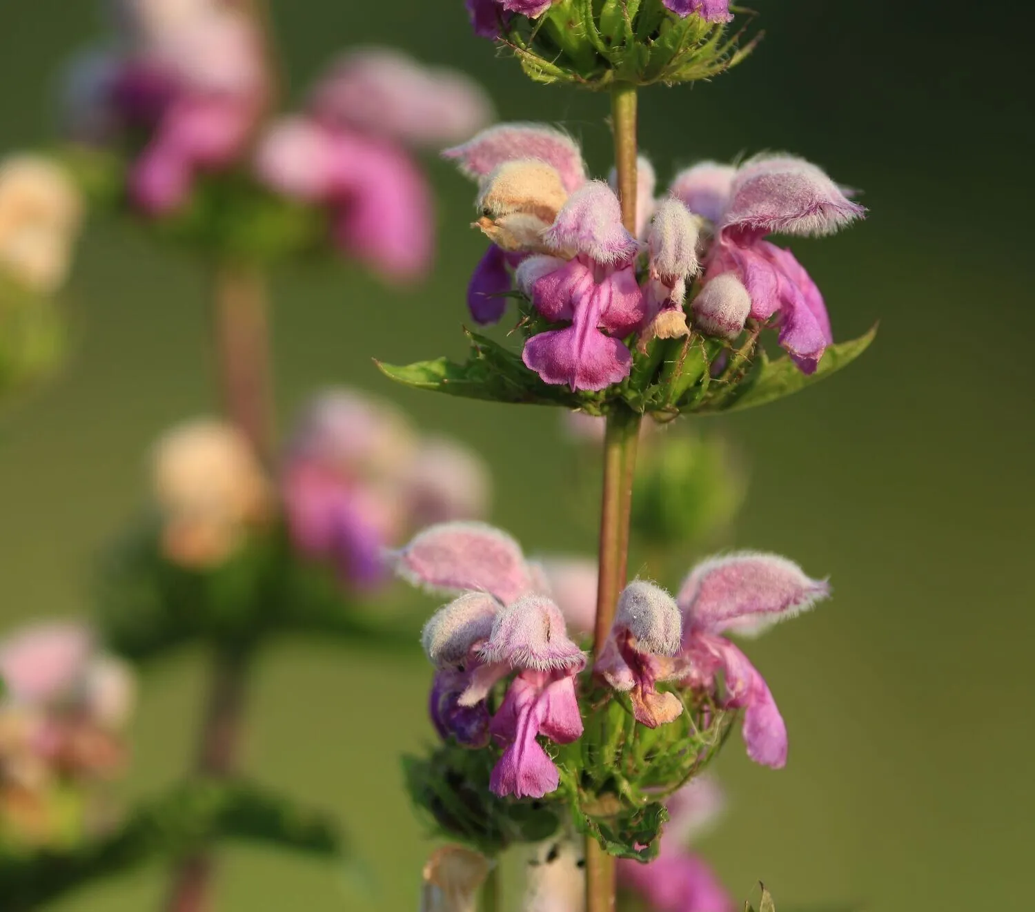 گیاه گوش بره زرد Phlomis aucheriمجموعه تولیدی سیدوس ,تولید کننده گلدان پلاستیکی سیدوس ,بیش از 120نوع, اعم از گلدان استوانه ای پلاستیکی سیدوس,گلدان الماسی پلاستیکی سیدوس,گلدان مربعی پلاستیکی,گلدان مثلثی پلاستیکی,گلدان گرد پلاستیکی ,باکس مستطیلی,در اندازه های کاکتوسی تا درختچه ای