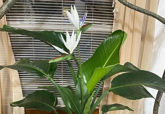 گل پرنده بهشتی یا استرلیتزیا (Strelitzia Reginae)مجموعه تولیدی سیدوس ,تولید کننده گلدان پلاستیکی سیدوس 
