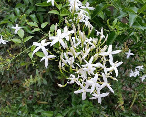 گل یاس سلطنتی
