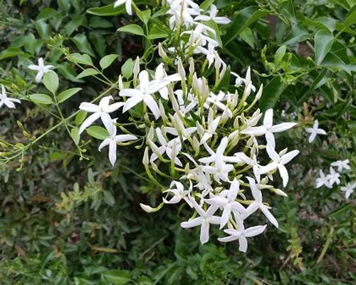 گل یاس سلطنتی