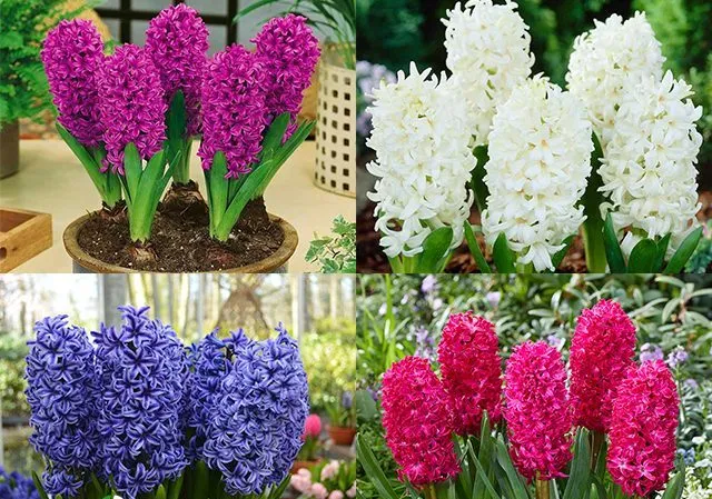 گلهای زیبای بهاری که میتوان در گلدان وباغچه کاشتBeautiful spring flowers that can be planted in pots and gardens مجموعه تولیدی سیدوس ,تولید کننده گلدان پلاستیکی سیدوس ,بیش از 120نوع, اعم از گلدان استوانه ای پلاستیکی سیدوس,گلدان الماسی پلاستیکی سیدوس,گلدان مربعی پلاستیکی,گلدان مثلثی پلاستیکی,گلدان گرد پلاستیکی ,باکس مستطیلی,در اندازه های کاکتوسی تا درختچه ای